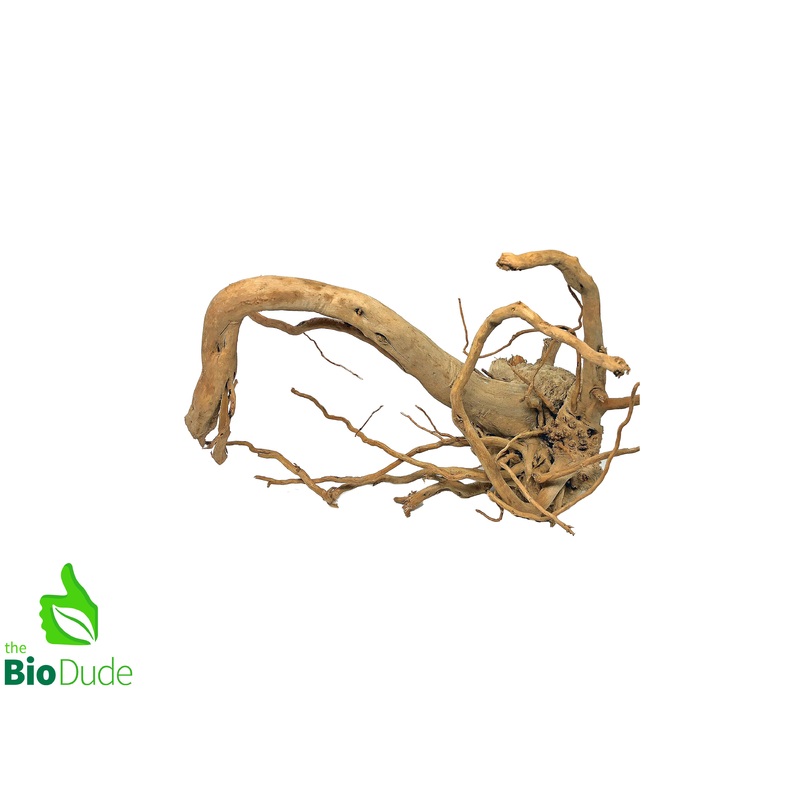 Spider Wood Branch Branch 8″ -12″