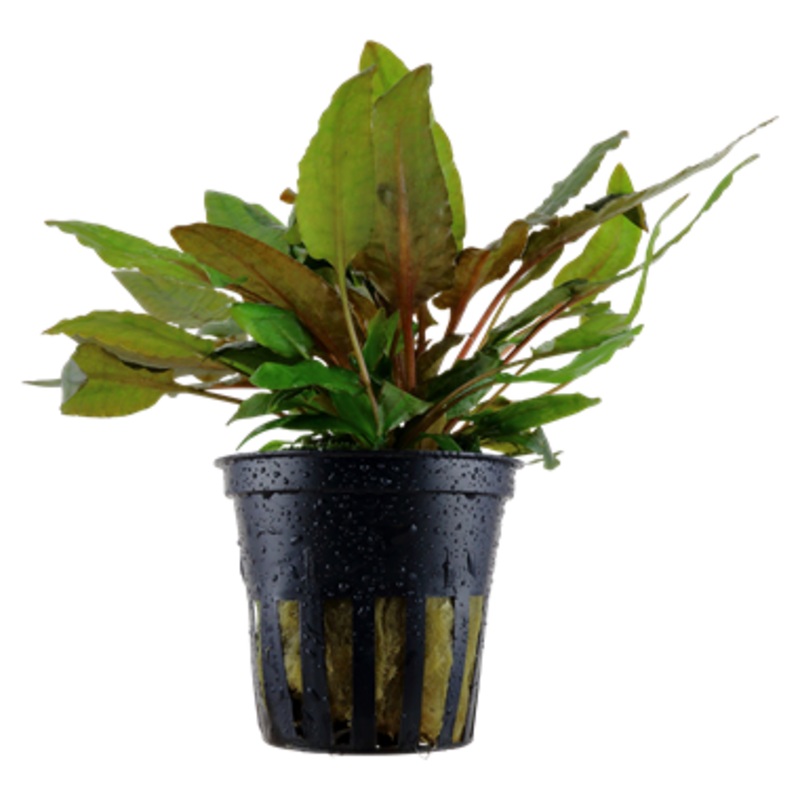 Tropica Cryptocoryne wendtii Tropica