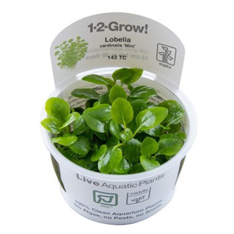 Tropica Lobelia cardinalis ‘Mini’ 1-2-Grow
