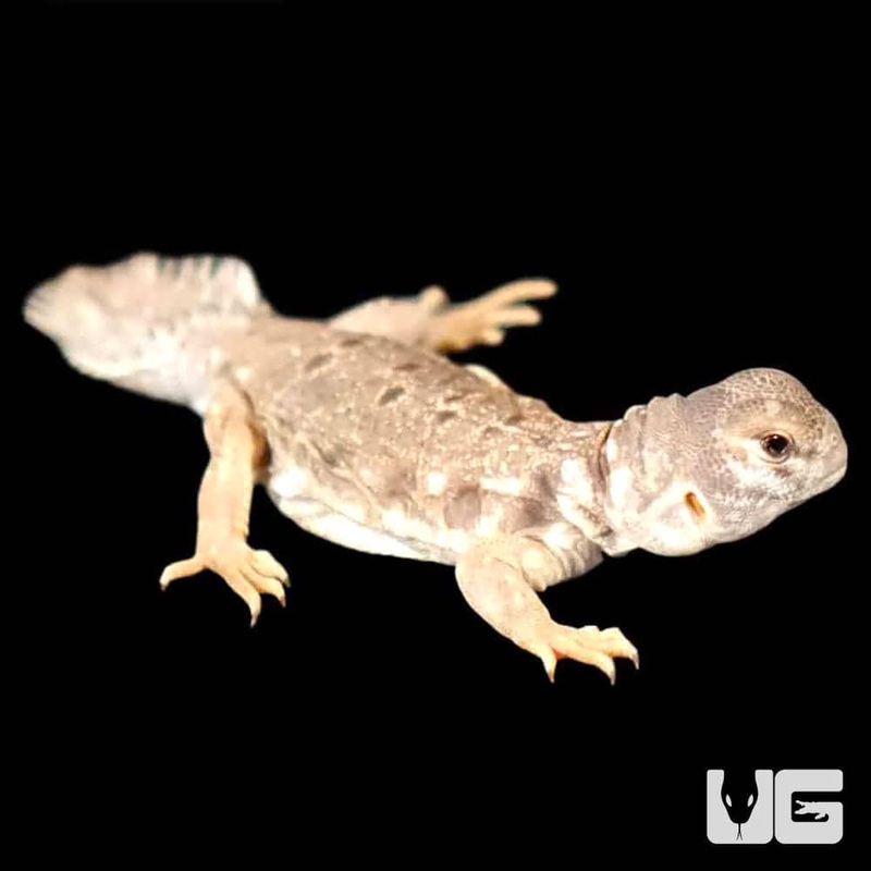 Uromastyx Princeps