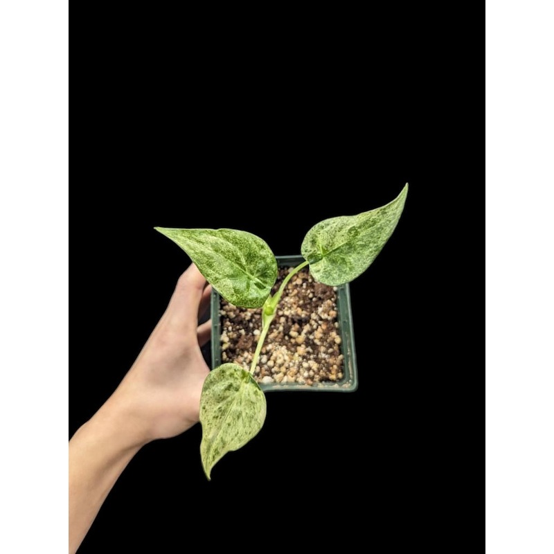 Variegated Alocasia culcullata