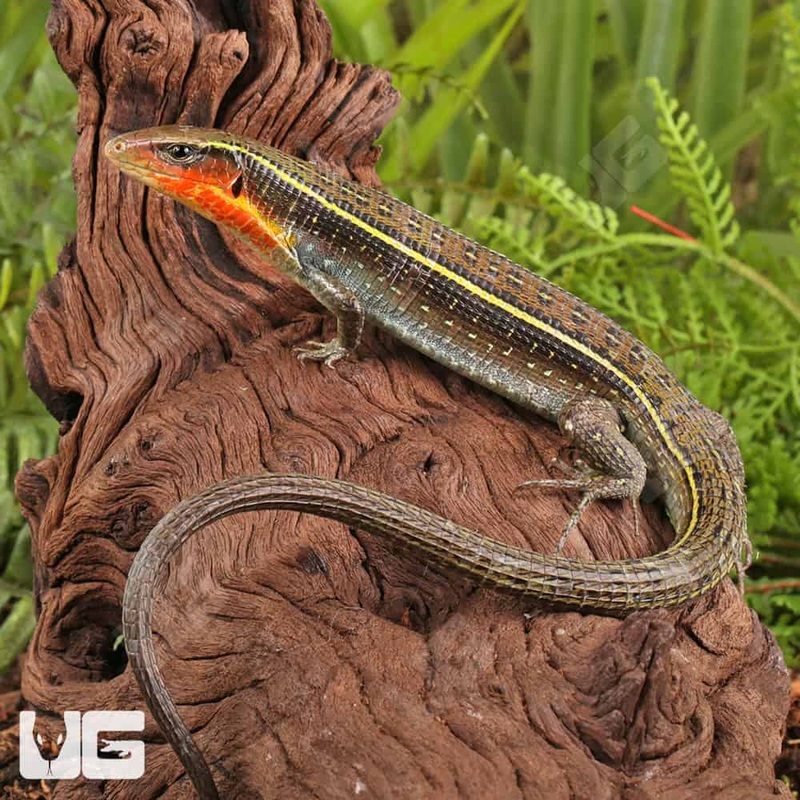Yellow Throated Plated Lizard For Sale