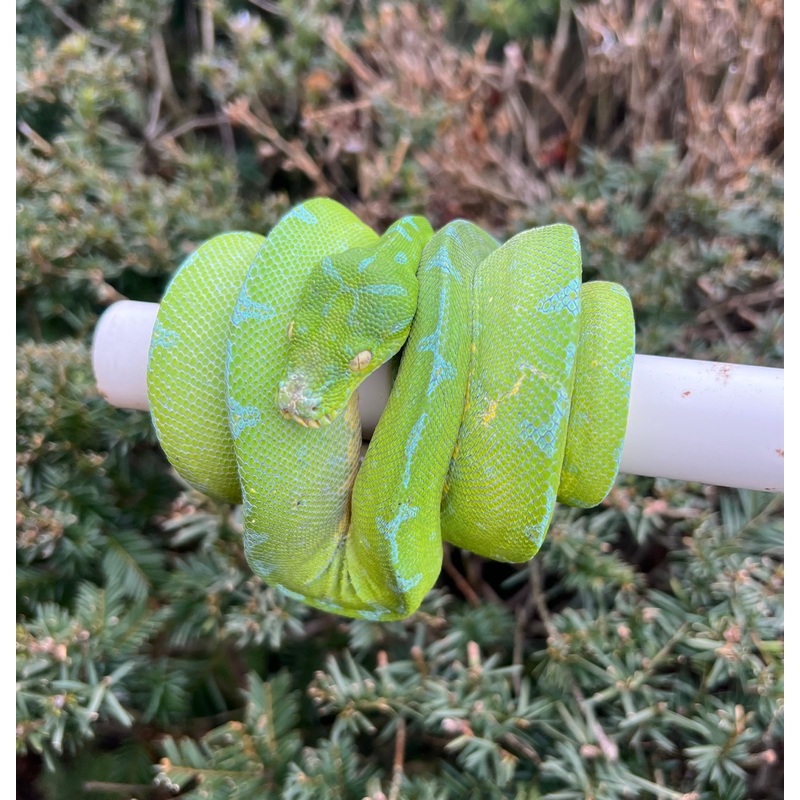 Adult High-Blue Jayapura Green Tree Python (Male)