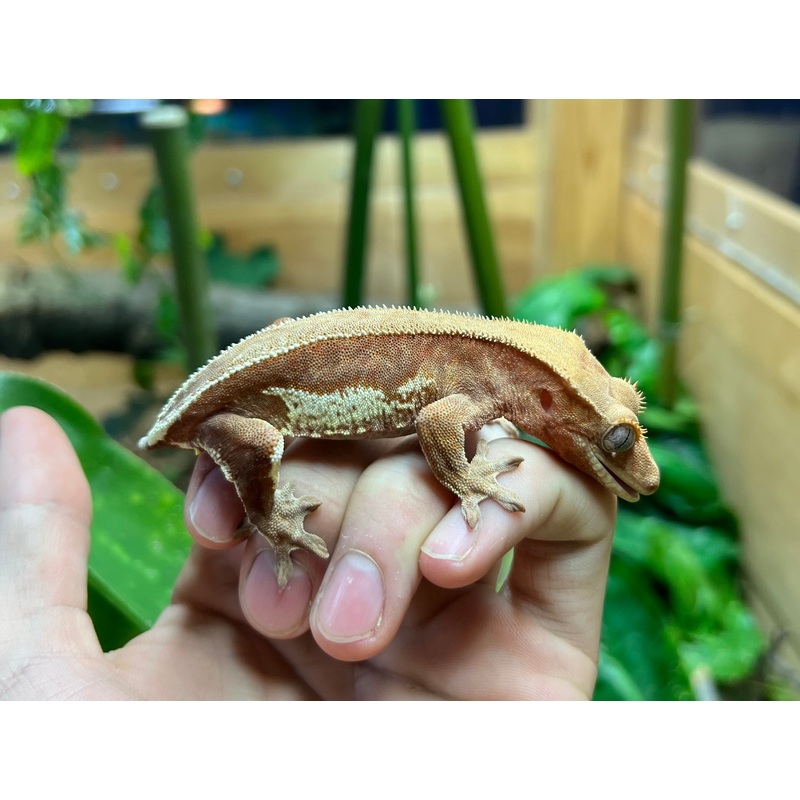 Adult Phantom Lilly Crested Gecko (Female)