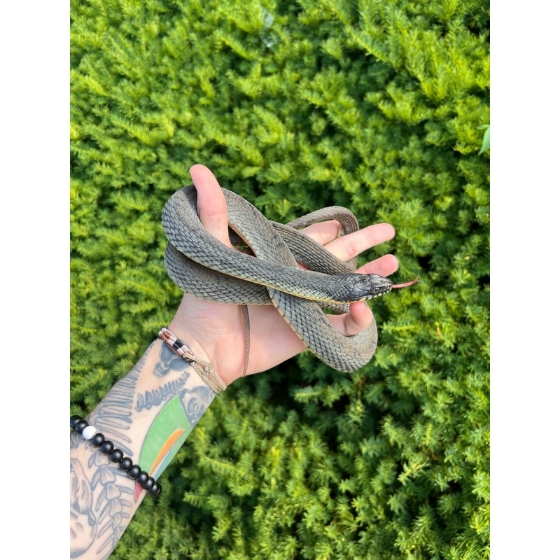 Adult Plain-Bellied Water Snake (Female)