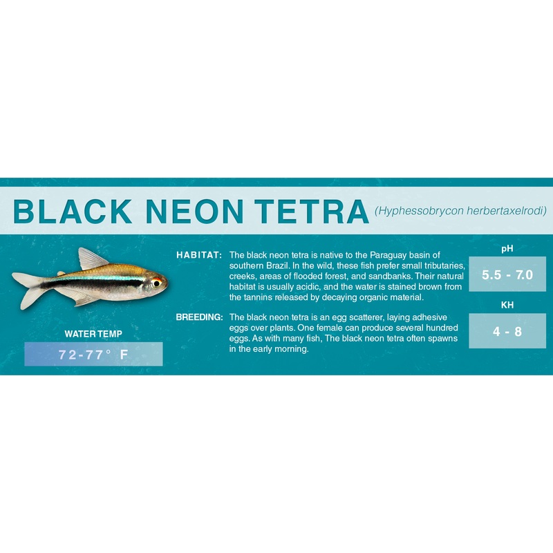 Black Neon Tetra (Hyphessobrycon herbertaxelrodi) – Classic Aquarium Label Standard Size (7″x 2.5″)