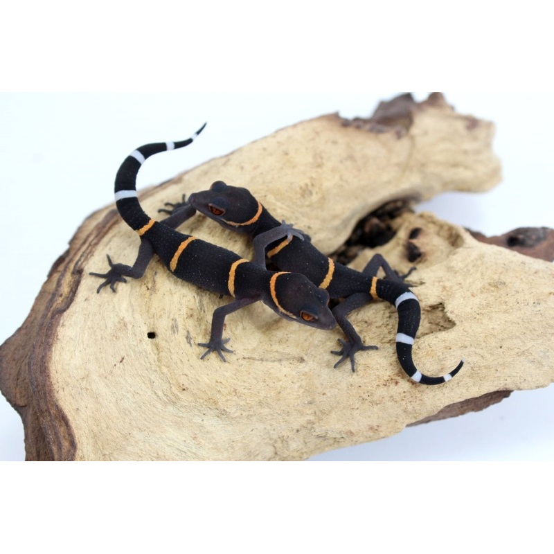 CB Baby Chinese Cave Gecko