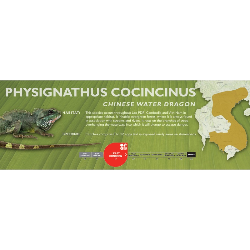 Chinese Water Dragon (Physignathus cocincinus) Classic Vivarium Label
