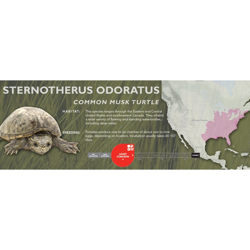 Common Musk Turtle (Sternotherus odoratus) – Classic Vivarium Label