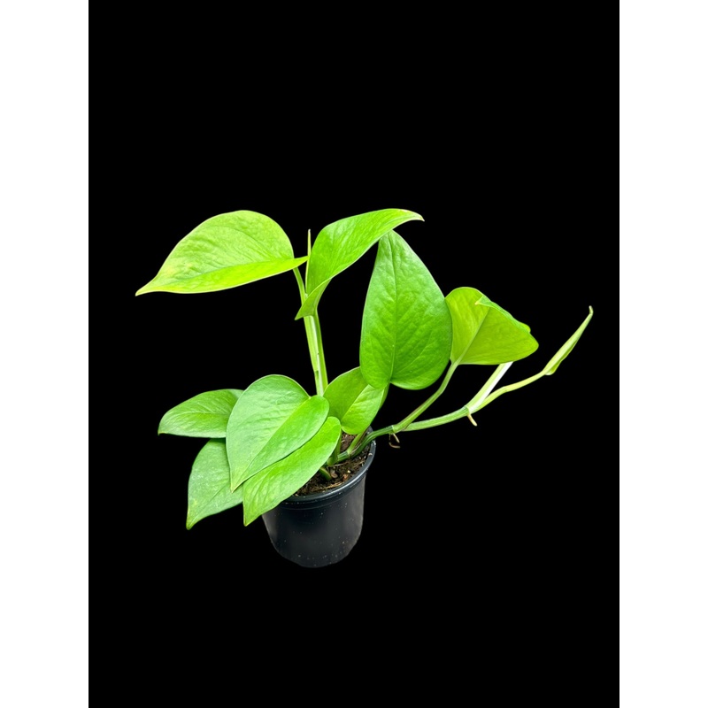 Green Jade Pothos 3.5″/4″ Pot