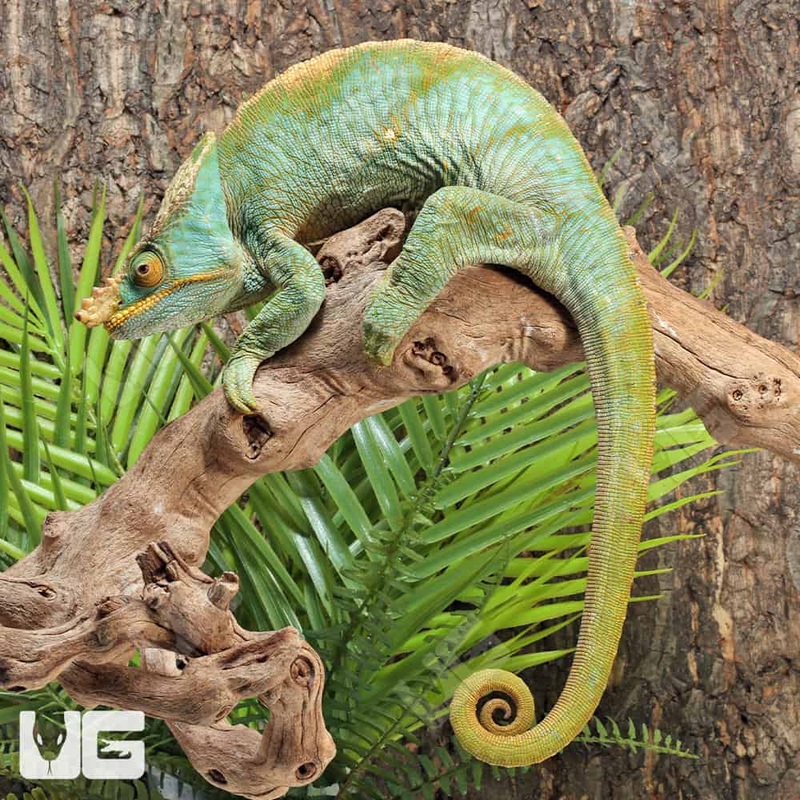 Parson’s Chameleon #1