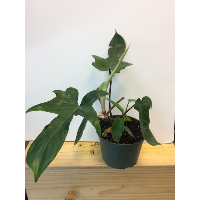 Philodendron Florida green 3.5″ Pot