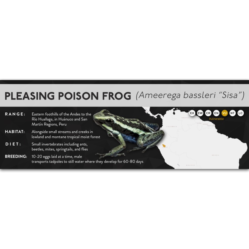 Pleasing Poison Frog (Ameerega bassleri) – X Label Sisa (Chrome) Laminated Paper