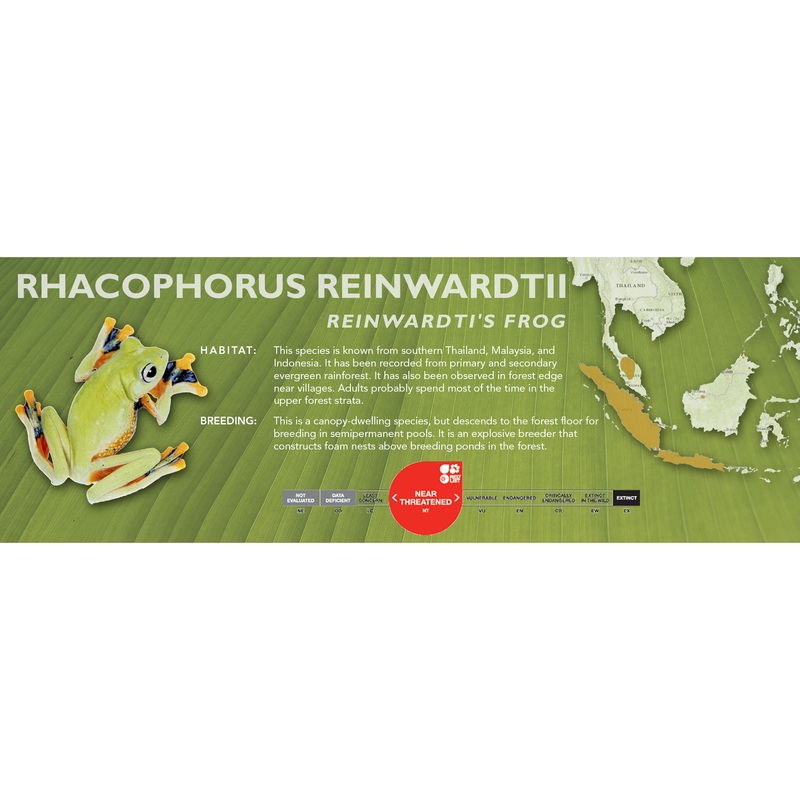 Reinwardti’s Frog (Rhacophorus reinwardtii) – Classic Vivarium Label