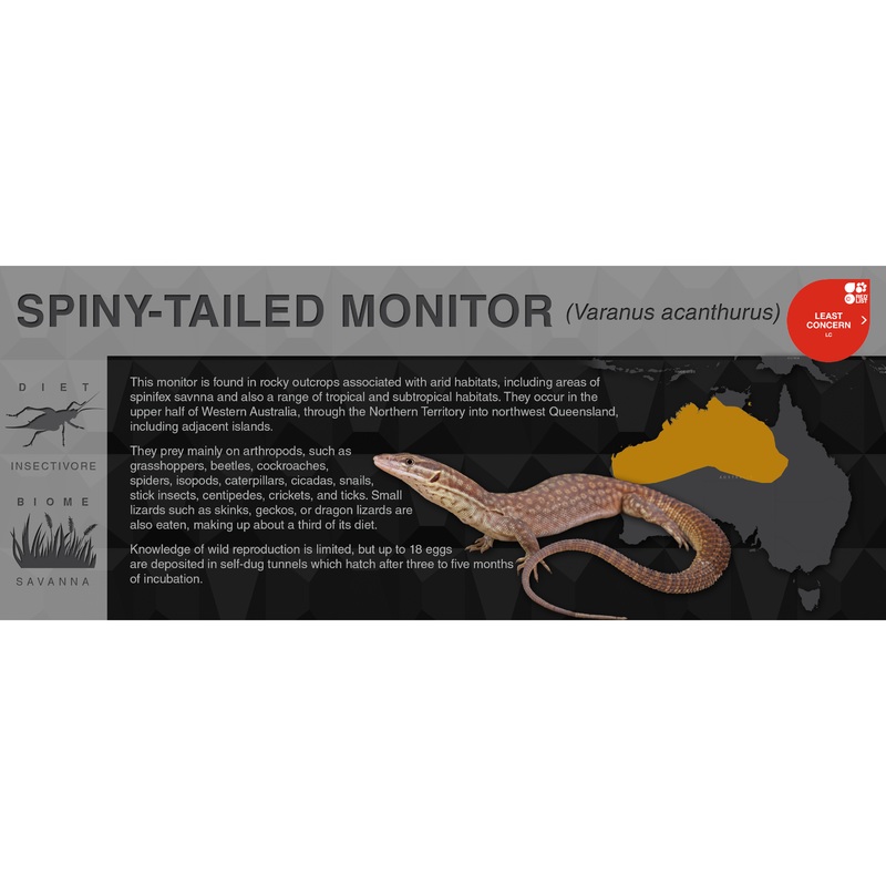 Spiny-Tailed Monitor (Varanus acanthurus) – Black Series Vivarium Label Black