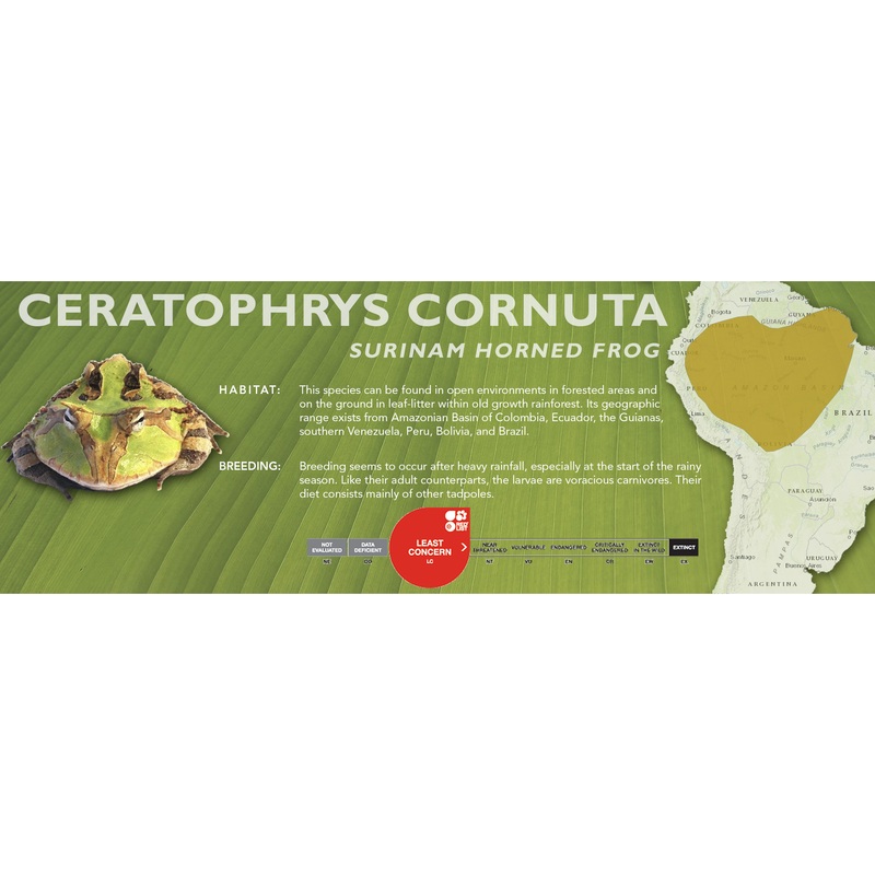 Surinam Horned Frog (Ceratophrys cornuta) – Classic Vivarium Label