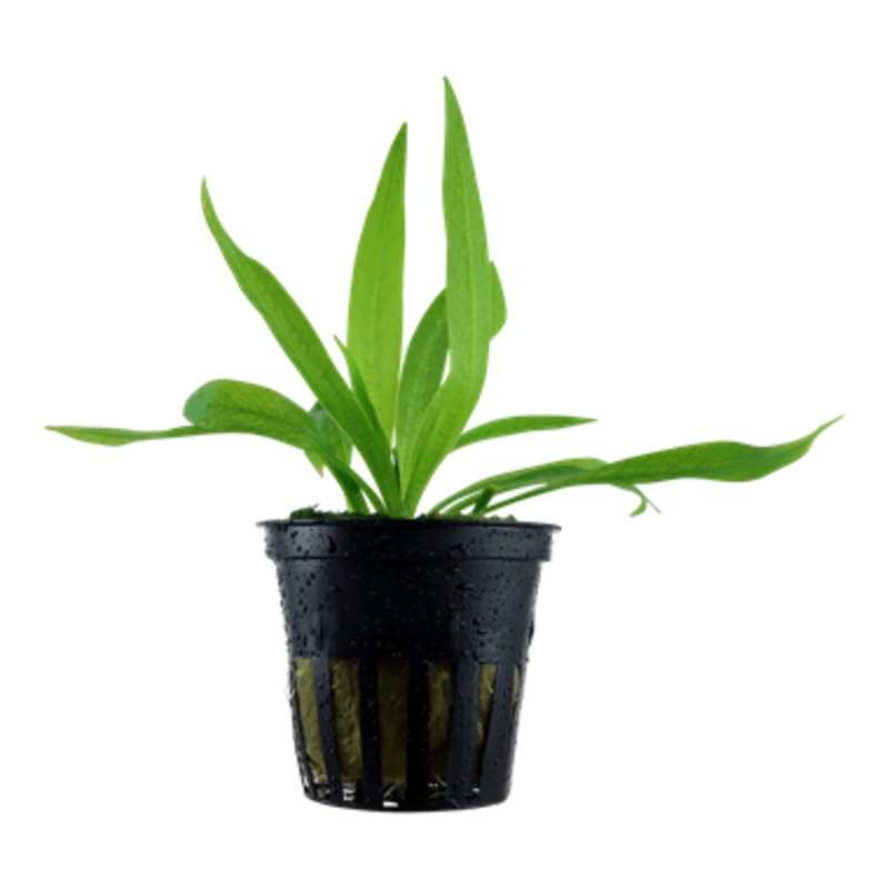 Tropica Helanthium ‘Quadricostatus’ – Potted