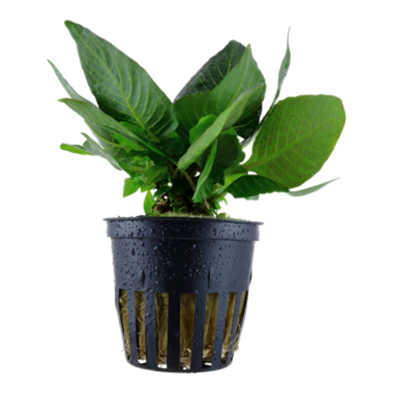 Tropica Hygrophila ‘Compact’