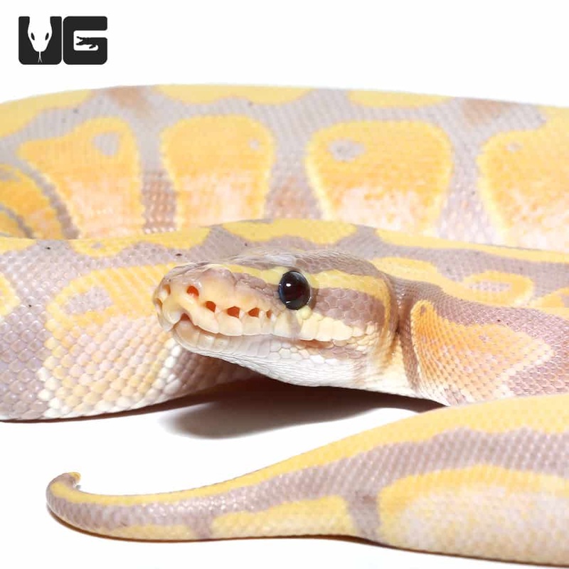 2020 Enchi Lemonblast Het Pied Ball Python For Sale