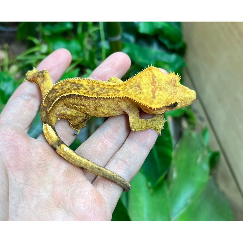 Adult Brindle partial Pinstripe Crested Gecko (Female)
