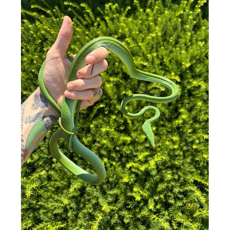 Adult South American Giant Green Vine Snake Male