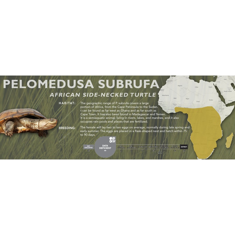 African Side-Necked Turtle (Pelomedusa subrufa) – Classic Vivarium Label