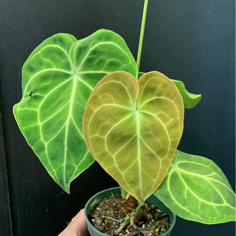 Anthurium clarinervium Juvenile