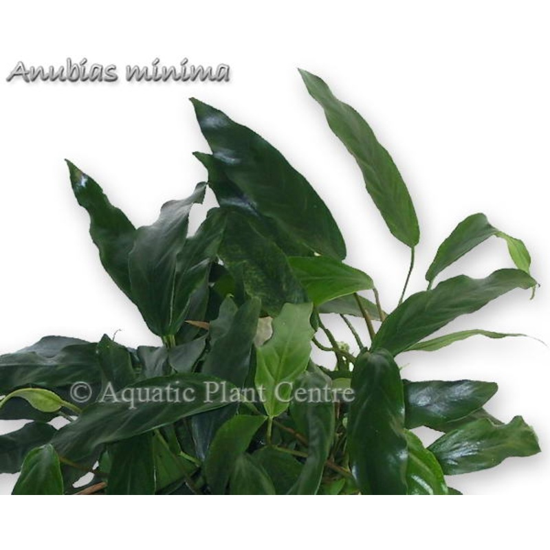 Anubias minima Regular