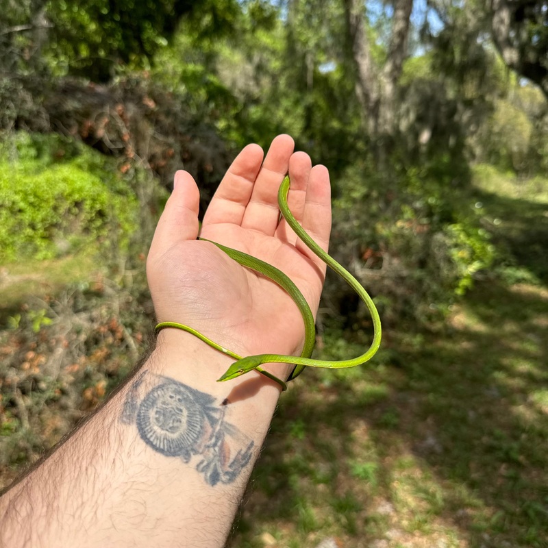 Asian Vine Snake