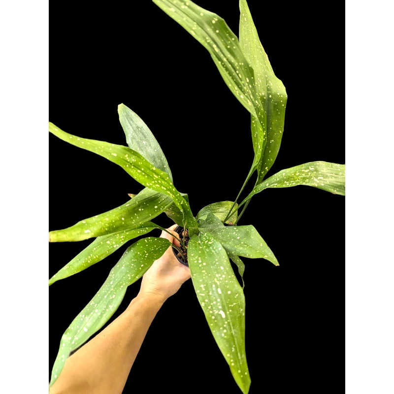 Aspidistra ‘Milky Way’