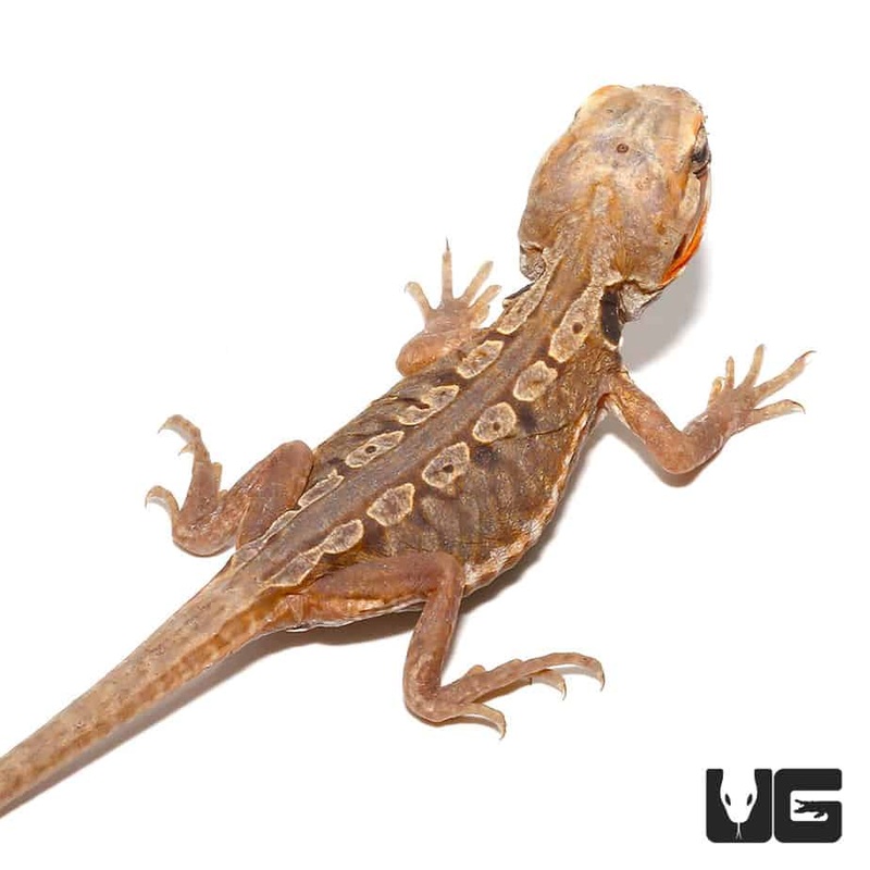 Baby Citrus Silky Bearded Dragons (Pogona vitticeps) For Sale