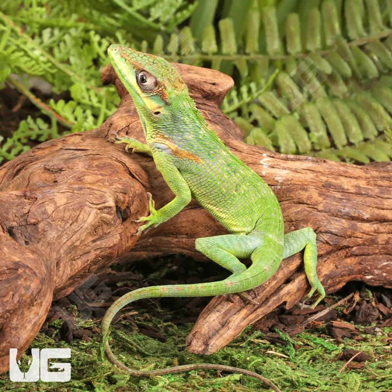 Baby Cuban Knight Anoles For Sale