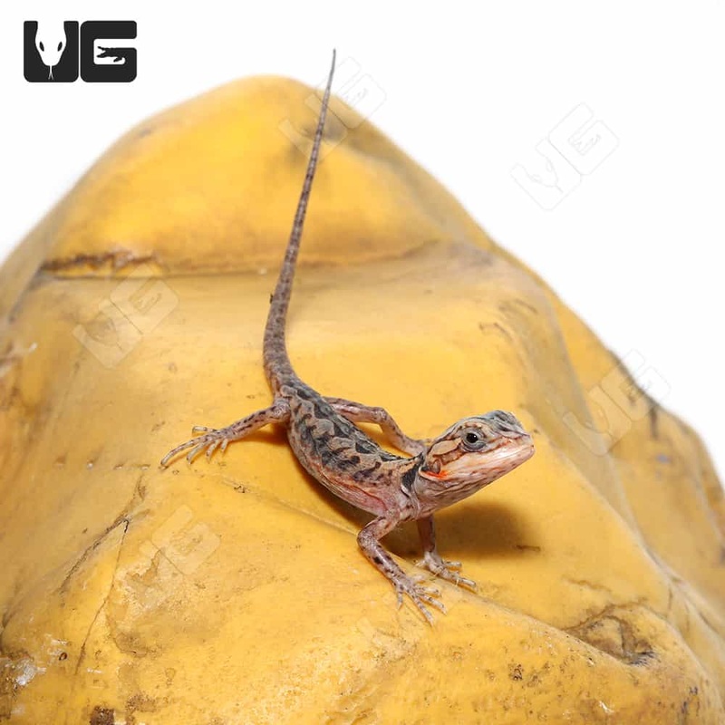 Baby Hypo Inferno Silky Bearded Dragon For Sale