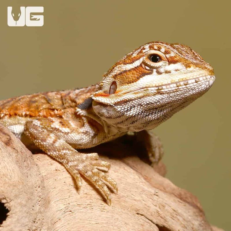Baby Sienna Silky Bearded Dragon