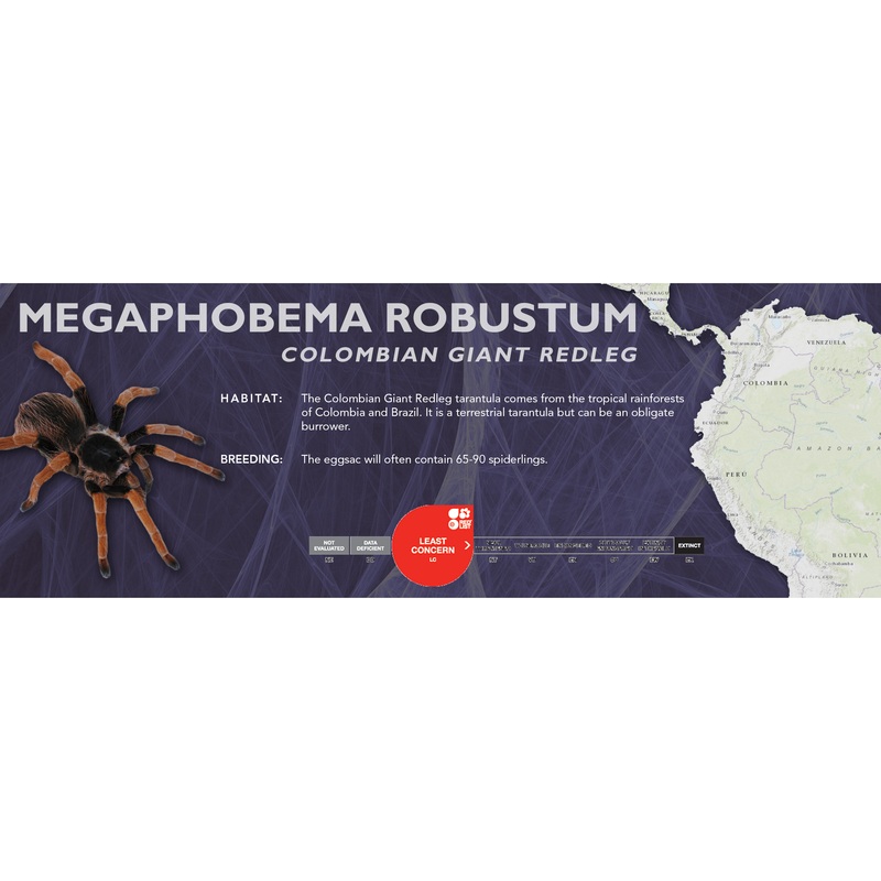 Colombian Giant Redleg (Megaphobema robustum) – Classic Vivarium Label