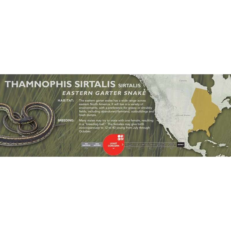 Common Garter Snake (Thamnophis sirtalis) Classic Vivarium Label Sirtalis (Eastern)
