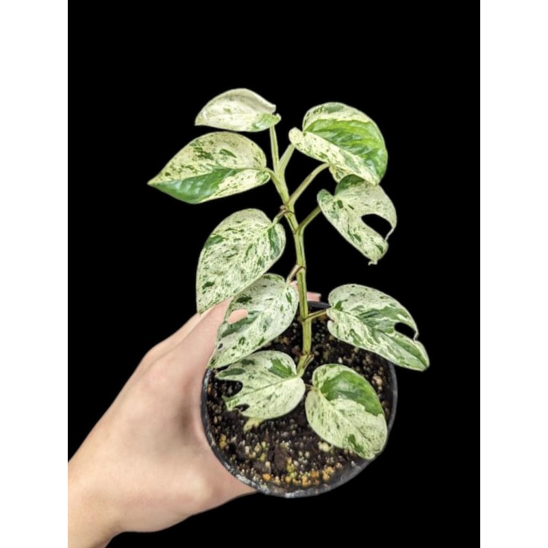 Epipremnum pinnatum Marble Mint (pothos) 3.5″ Pot