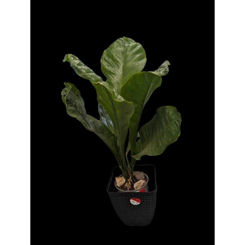Large Anthurium sp