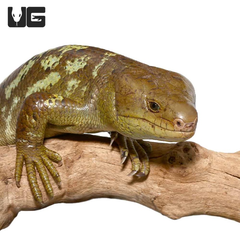 Monkey Tailed Skink For Sale
