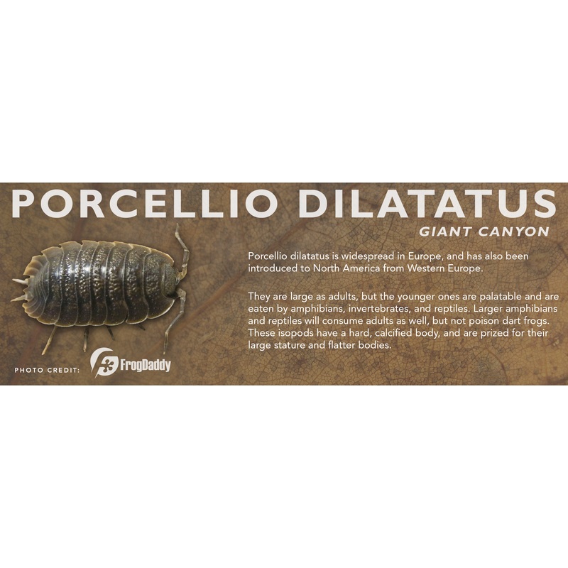 Porcellio dilatatus – Isopod Label Standard Size 7″ x 2.5″