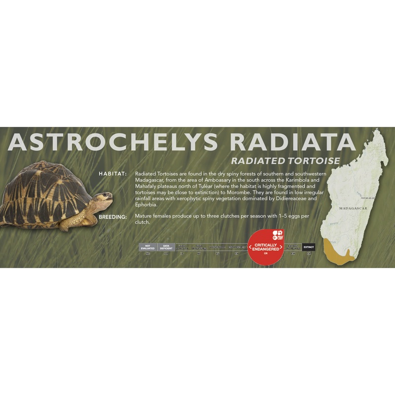 Radiated Tortoise (Astrochelys radiata) – Classic Vivarium Label