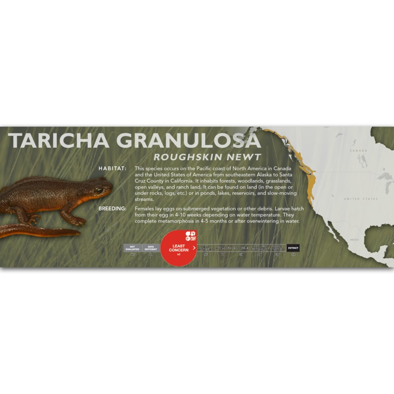 Roughskin Newt (Taricha granulosa) – Classic Vivarium Label
