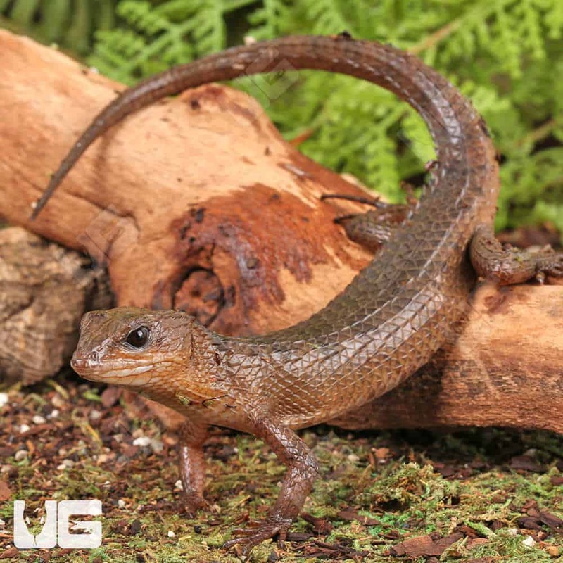 Sulawesi Spiny Water Skinks(Tropidophorus baconi) For Sale