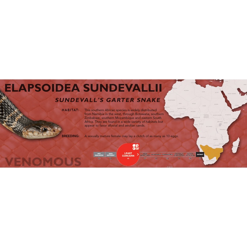 Sundevall’s Garter Snake (Elapsoidea sundevallii) Classic Vivarium Label Original