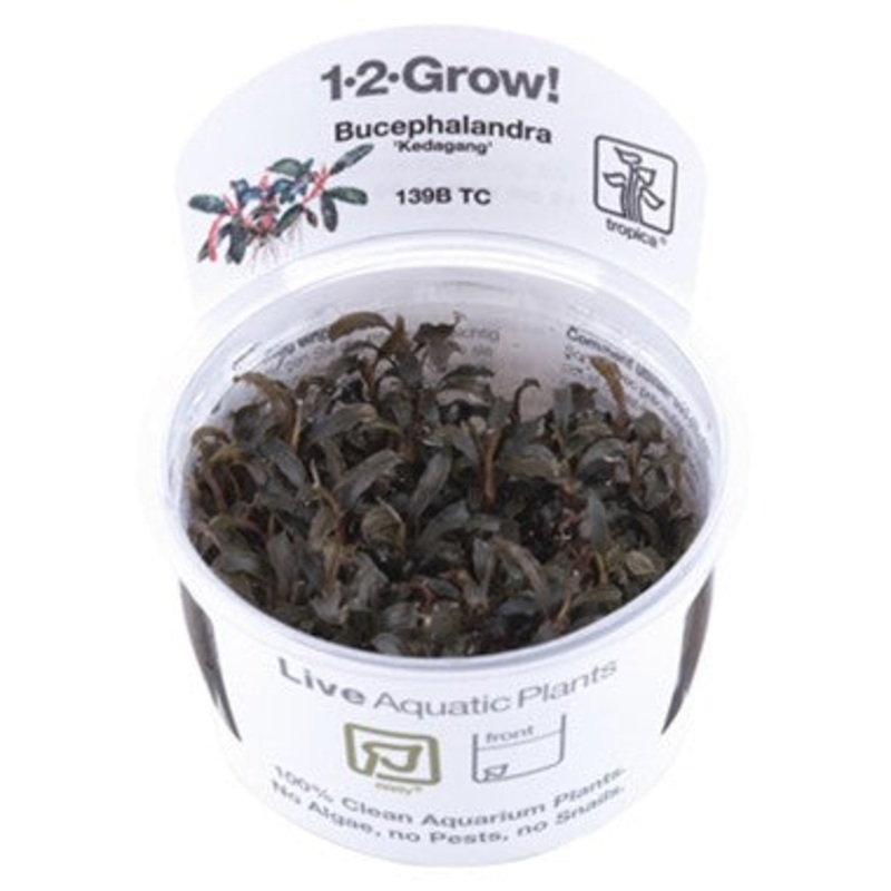 Tropica Bucephalandra ‘Kedagang’ 1-2-Grow