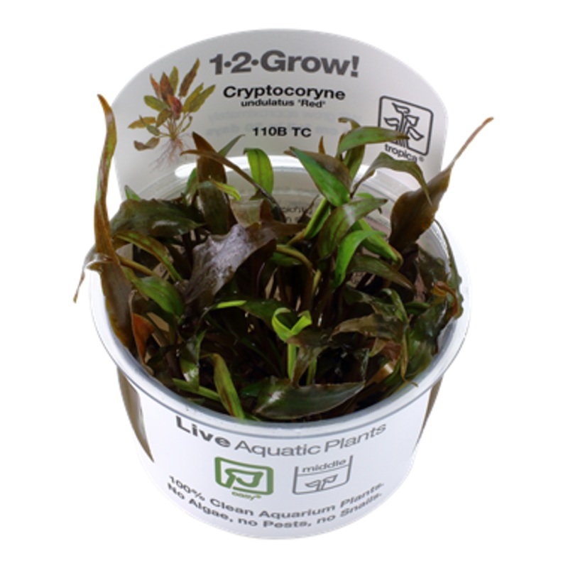 Tropica Cryptocoryne undulatus “Broad Leaf” 1-2-Grow