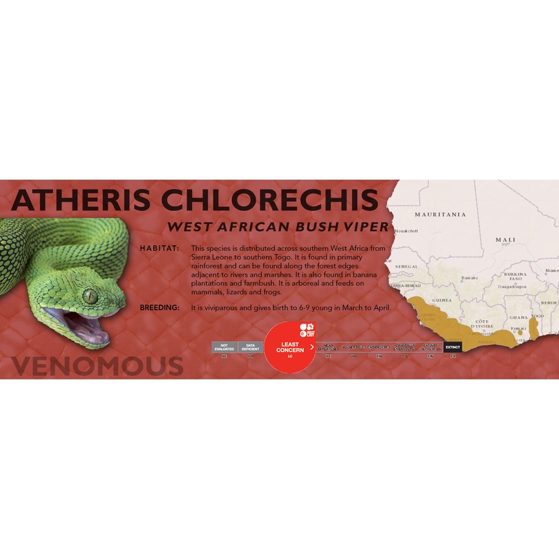 West African Bush Viper (Atheris chlorechis) Classic Vivarium Label Original
