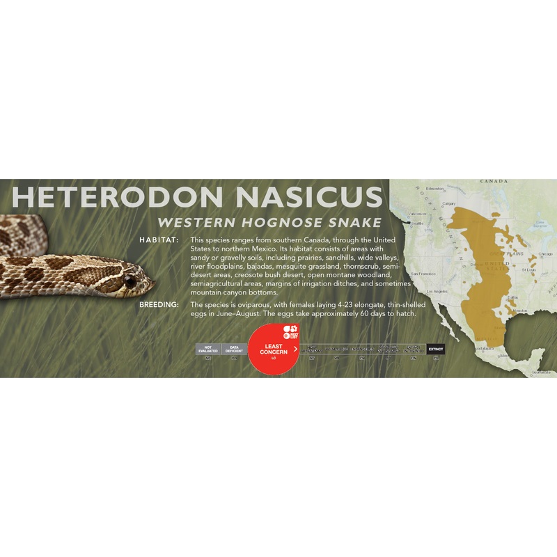 Western Hognose Snake (Heterodon nasicus) Classic Vivarium Label