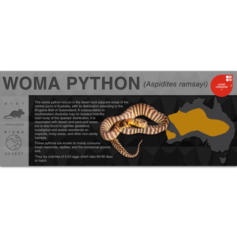 Woma Python (Aspidites ramsayi) – Black Series Vivarium Label Black