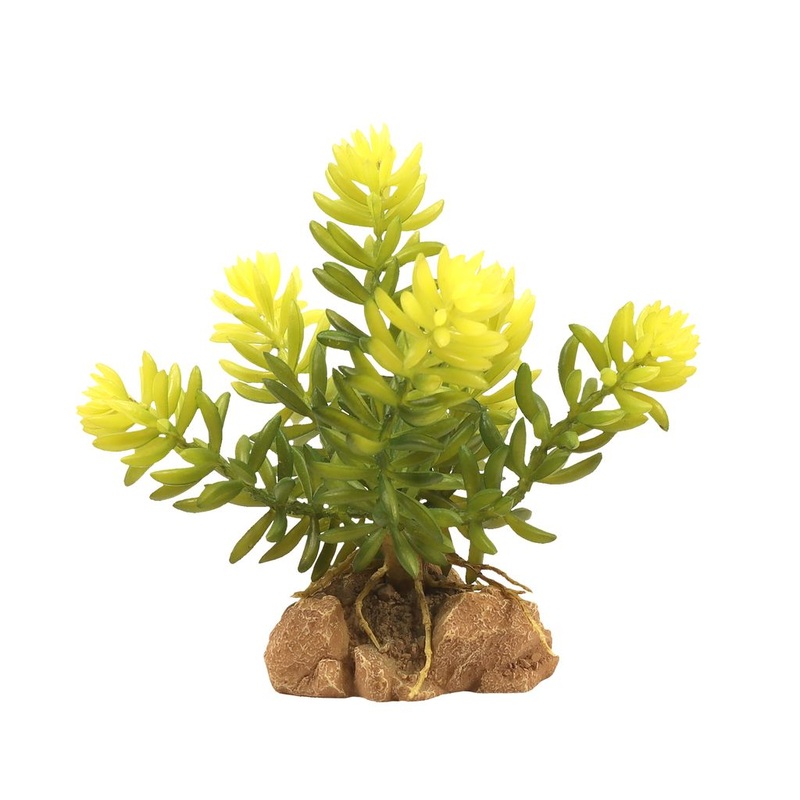 ZM Desert Flora Burro’s Tail